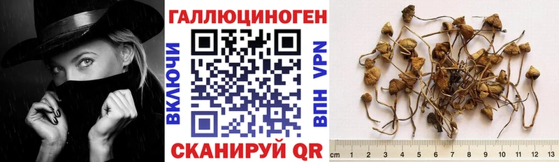 купить   Строитель  Псилоцибиновые грибы GOLDEN TEACHER 